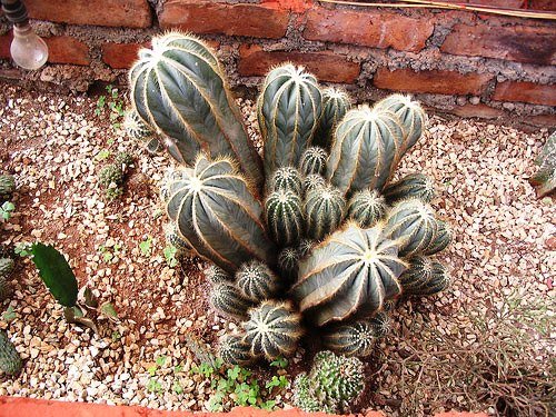 Parodia_magnifica_1